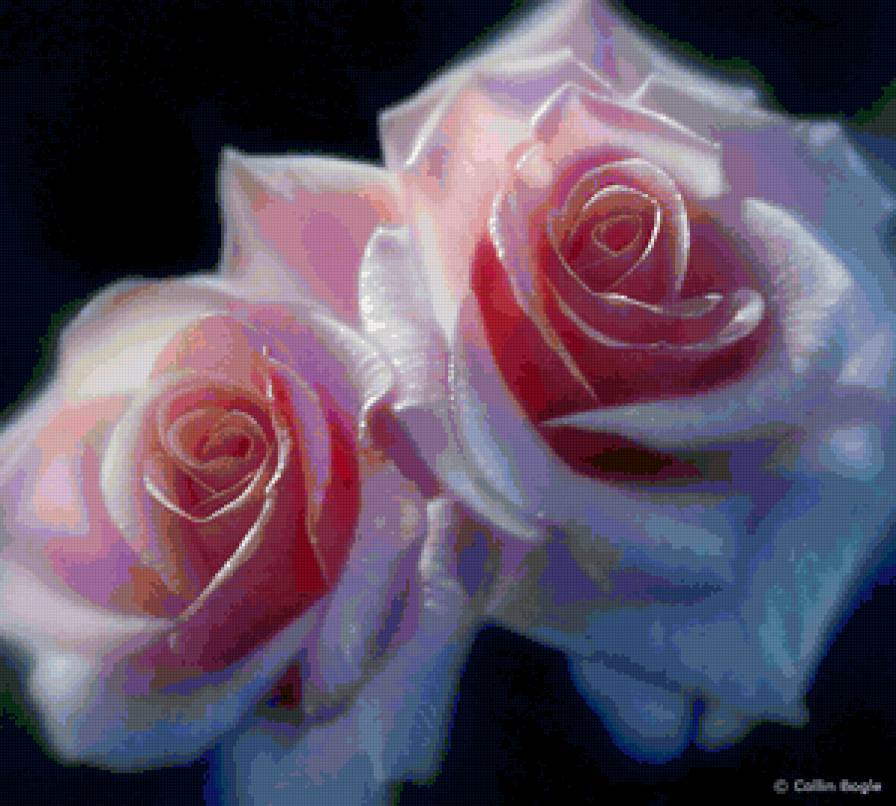 Розовые розы - цветы, розы - предпросмотр