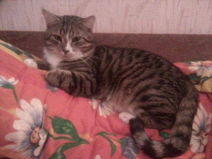 Вася - кот - оригинал