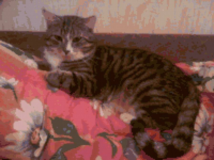 Вася - кот - предпросмотр