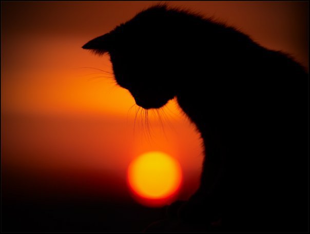 силуэт кота - животные - оригинал