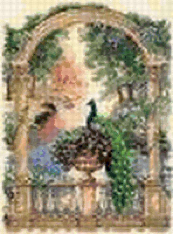 павлин - птицы - предпросмотр