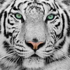 Оригинал схемы вышивки «Белый тигр2» (№152496)