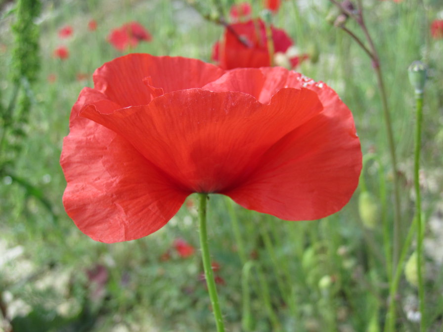 Маки - подушка с маками, панно с маками, маки, цветы - оригинал