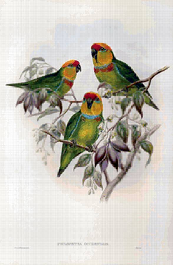 birds - предпросмотр