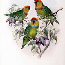 Оригинал схемы вышивки «birds» (№152815)