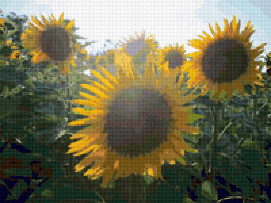 Подсолнухи - подсолнухи, подушка, цветы, панно - предпросмотр