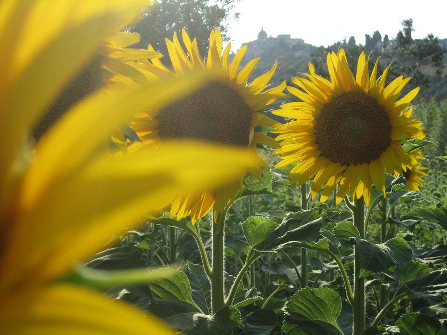 Подсолнухи - панно, подсолнухи, подушка, цветы - оригинал