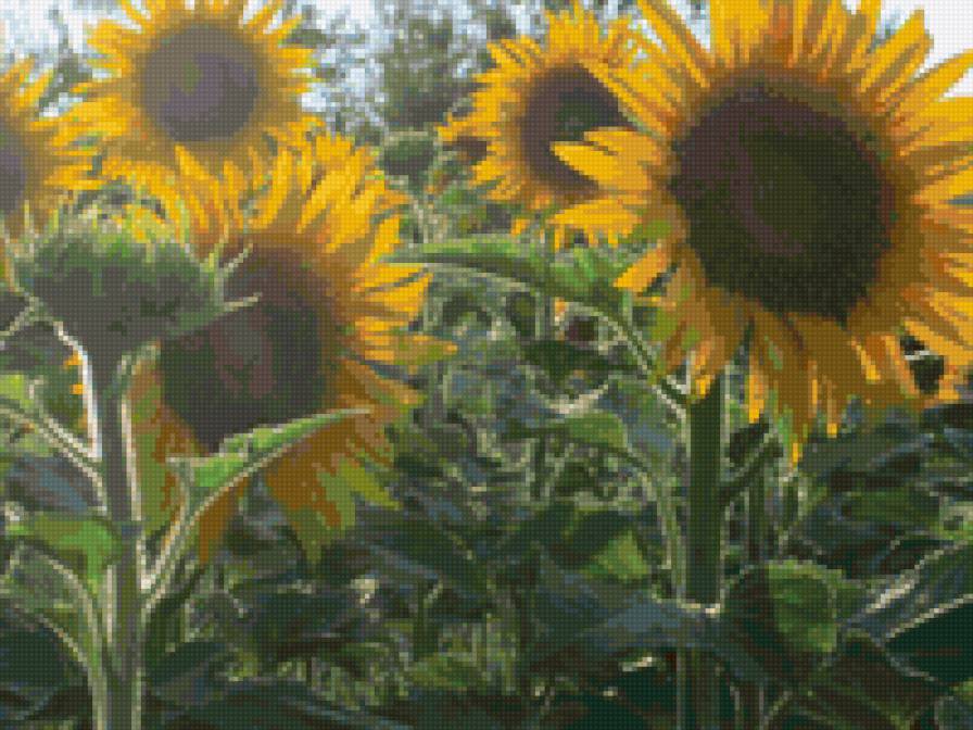 Подсолнухи - подушка, цветы, панно, подсолнухи - предпросмотр