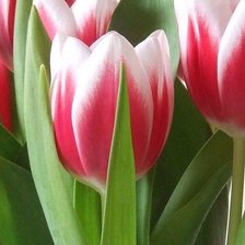 Схема вышивки «Тюльпаны»