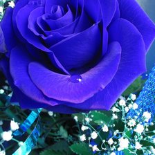Оригинал схемы вышивки «синяя роза» (№153018)