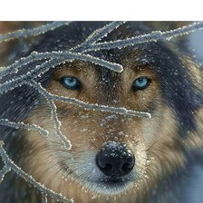 Схема вышивки «волк»