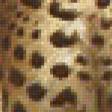 Предпросмотр схемы вышивки «леопарды» (№153381)