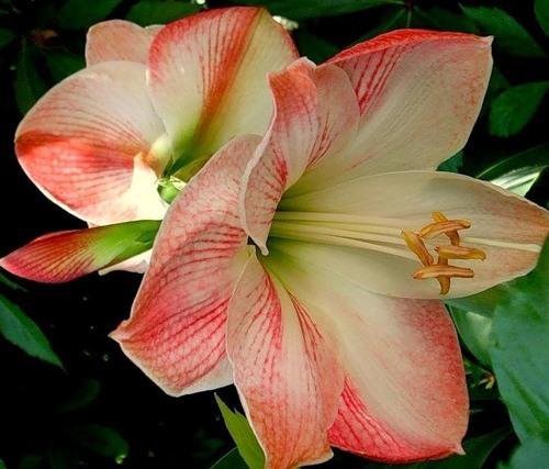 бело-розовая лилия - оригинал