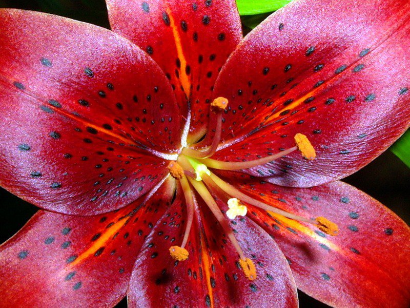 красная лилия - оригинал