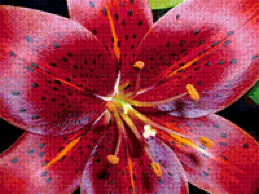 красная лилия - предпросмотр