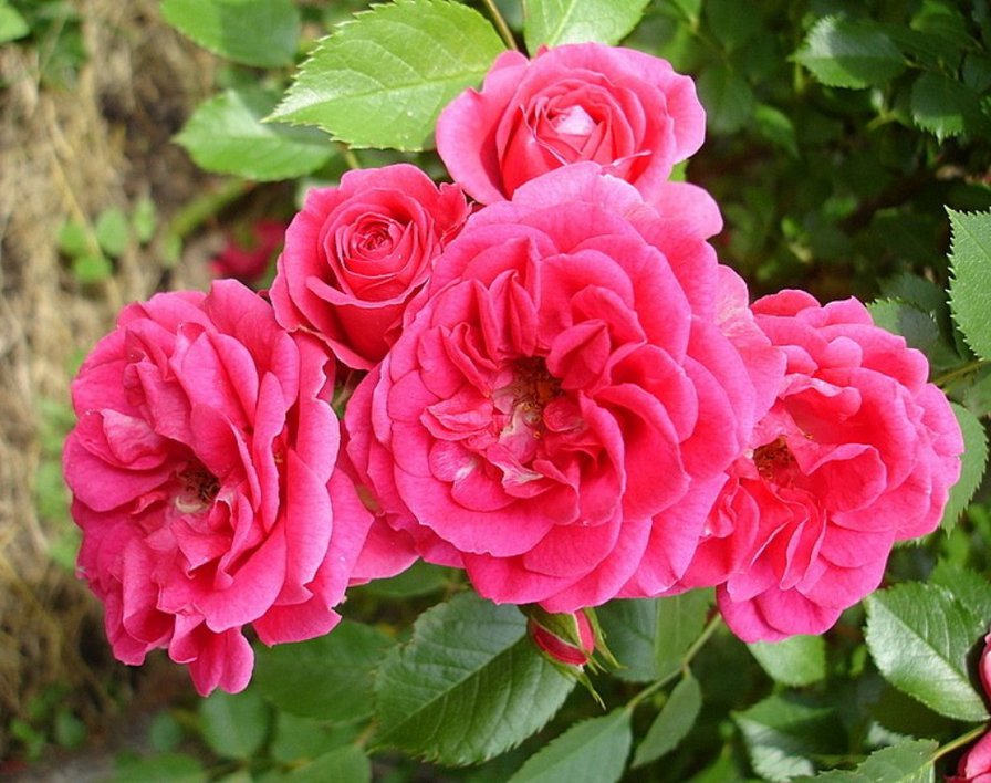 №153842 - цветы, розовые, розы - оригинал