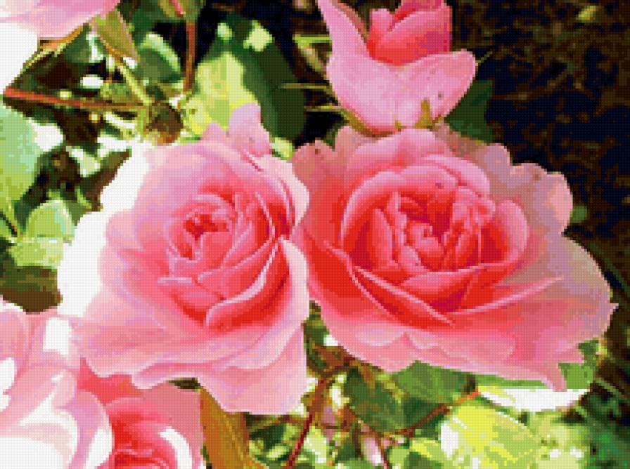 №153848 - розовые, розы, цветы - предпросмотр