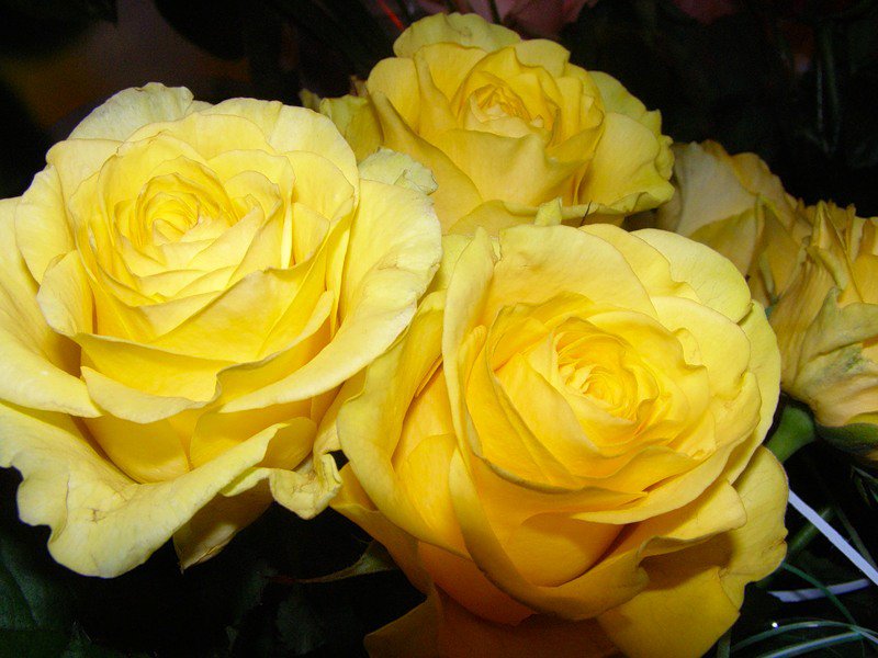 №153852 - желтые, розы, цветы - оригинал