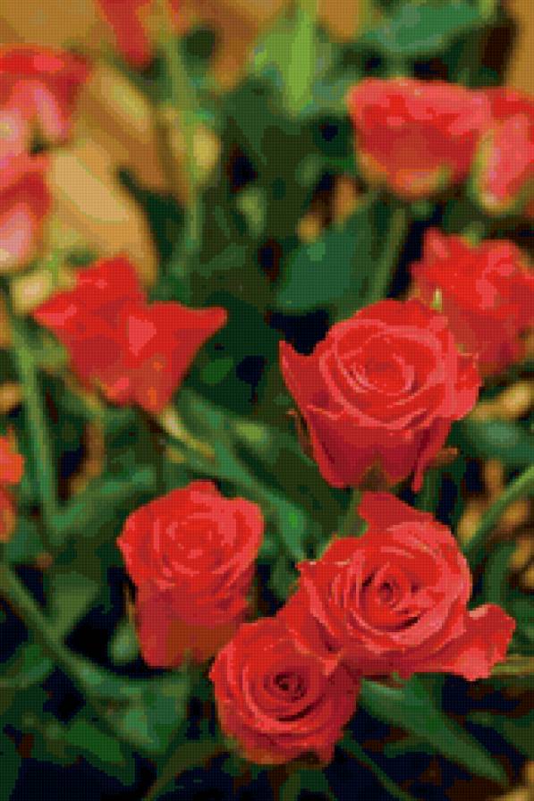 №153864 - розовые, цветы, розы - предпросмотр