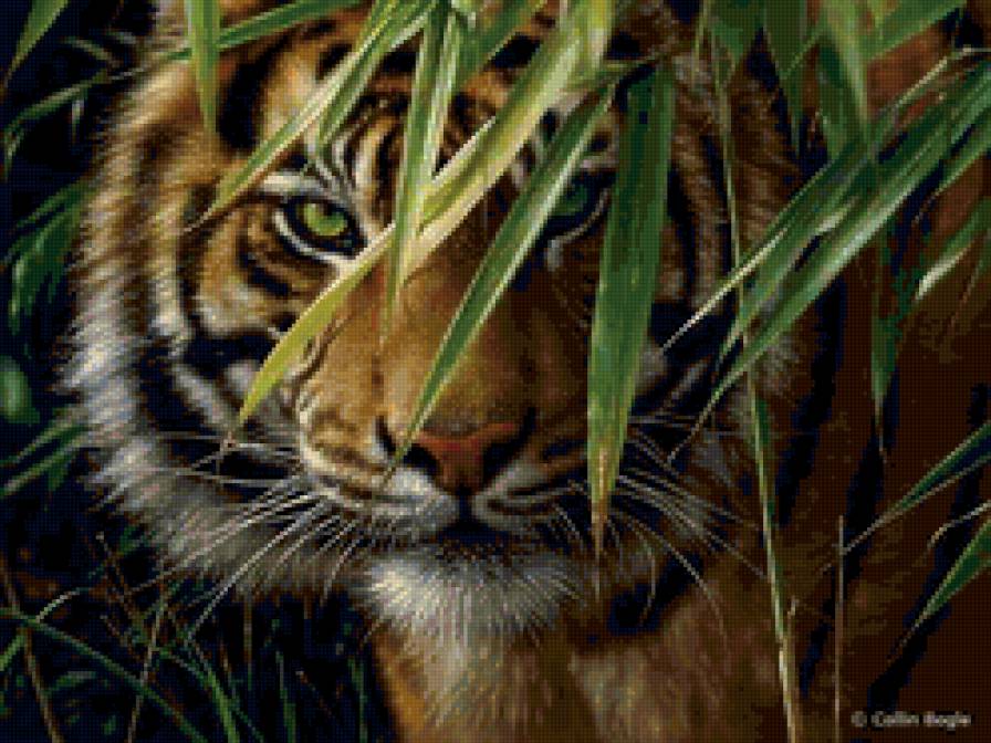 бенгальский тигр - тигр, кошки, животные - предпросмотр