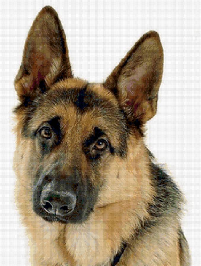 Немецкая овчарка - предпросмотр