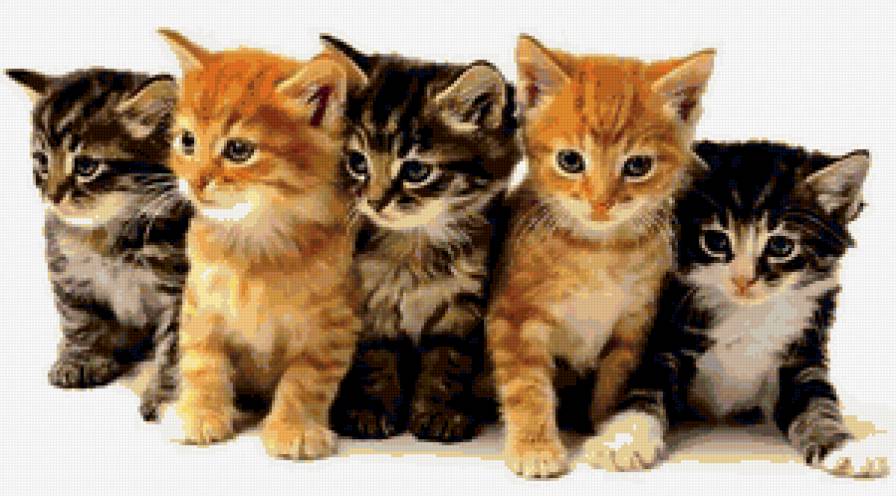 Котята - животные, кот, котята - предпросмотр