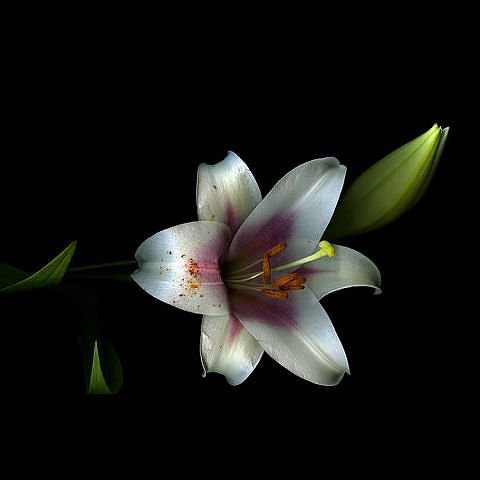 №154876 - оригинал