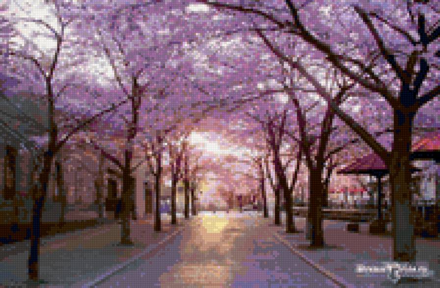 Сакура - сакура - предпросмотр