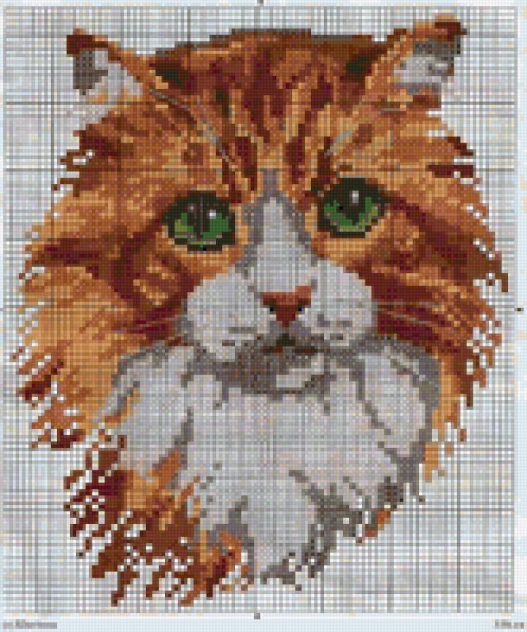 Рыжий котик - кошки, животные - предпросмотр