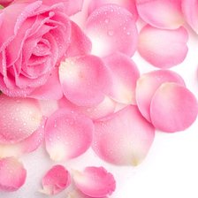 Схема вышивки «розаочка»