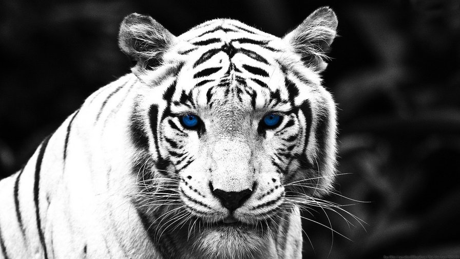 белый тигр - тигр, животные - оригинал