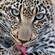 Схема вышивки «красавец»