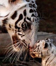 Схема вышивки «тигры»