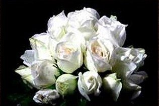 роза - оригинал