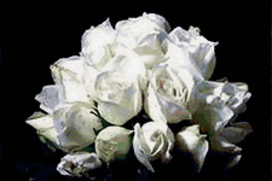 роза - предпросмотр