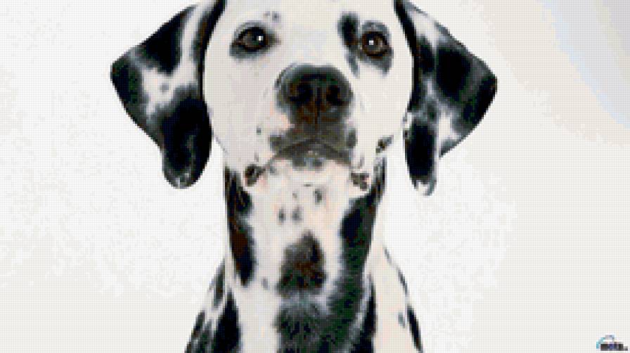 собака - животные, собака - предпросмотр