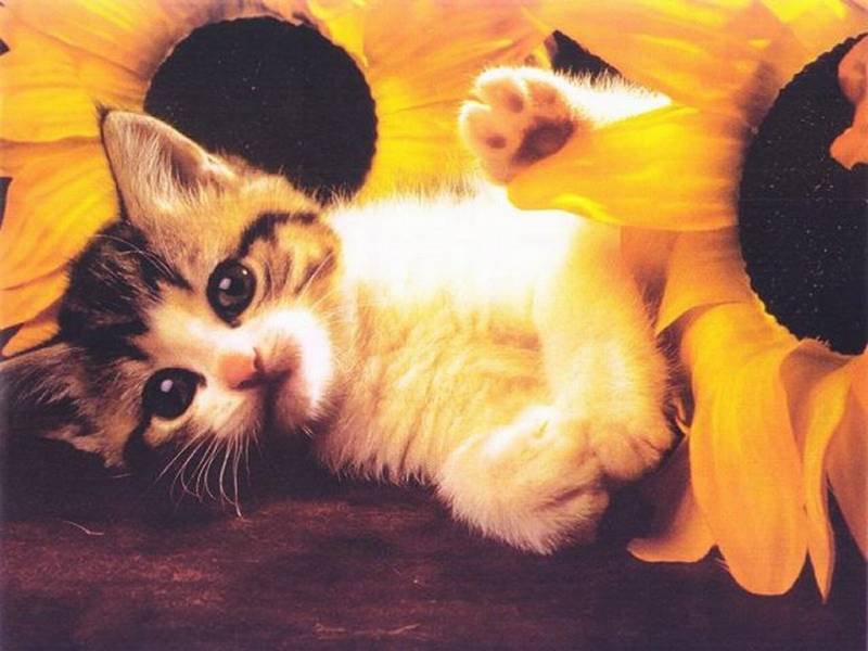 котёнок в подсолнухах - кот, цветы, подсолнух - оригинал