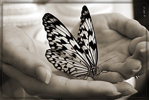 №155792 - бабочка, руки, ладони - оригинал