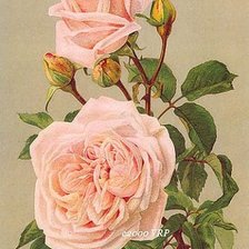 Схема вышивки «№155847»