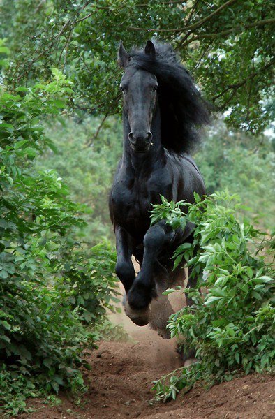 Черный конь - животные, конь, лошадь - оригинал
