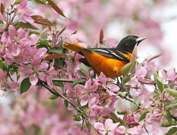 Птичка в цветах - цветы, птица, природа - оригинал