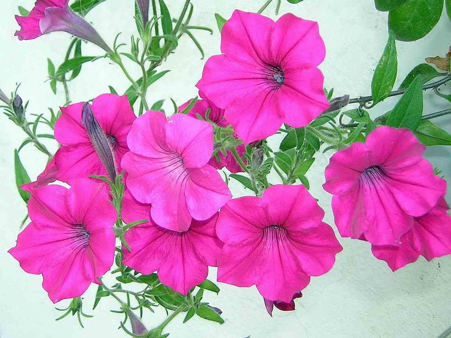 цветы - оригинал