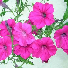 Схема вышивки «цветы»