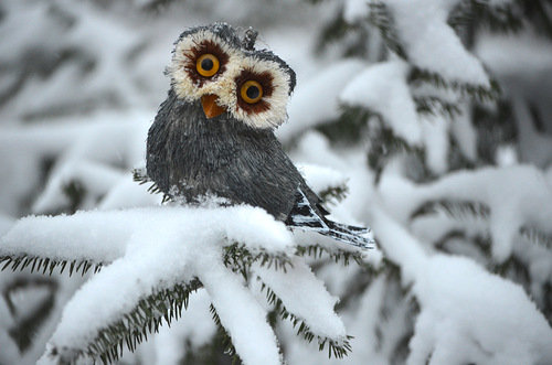 зимний совёнок =) - елка, сова, зима, птица, лес, снег - оригинал