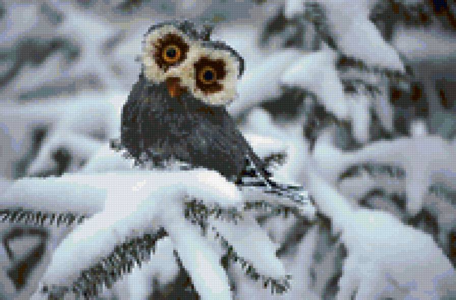 зимний совёнок =) - сова, снег, зима, птица, лес, елка - предпросмотр