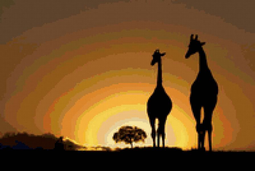 №156170 - жираф, животные, закат - предпросмотр