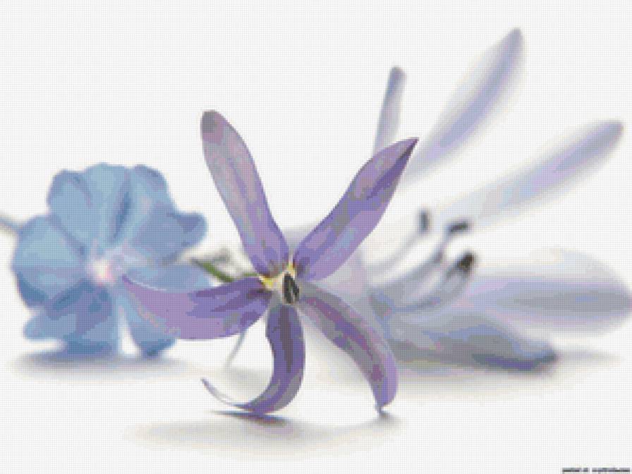 Цветы - нежность, цветы - предпросмотр