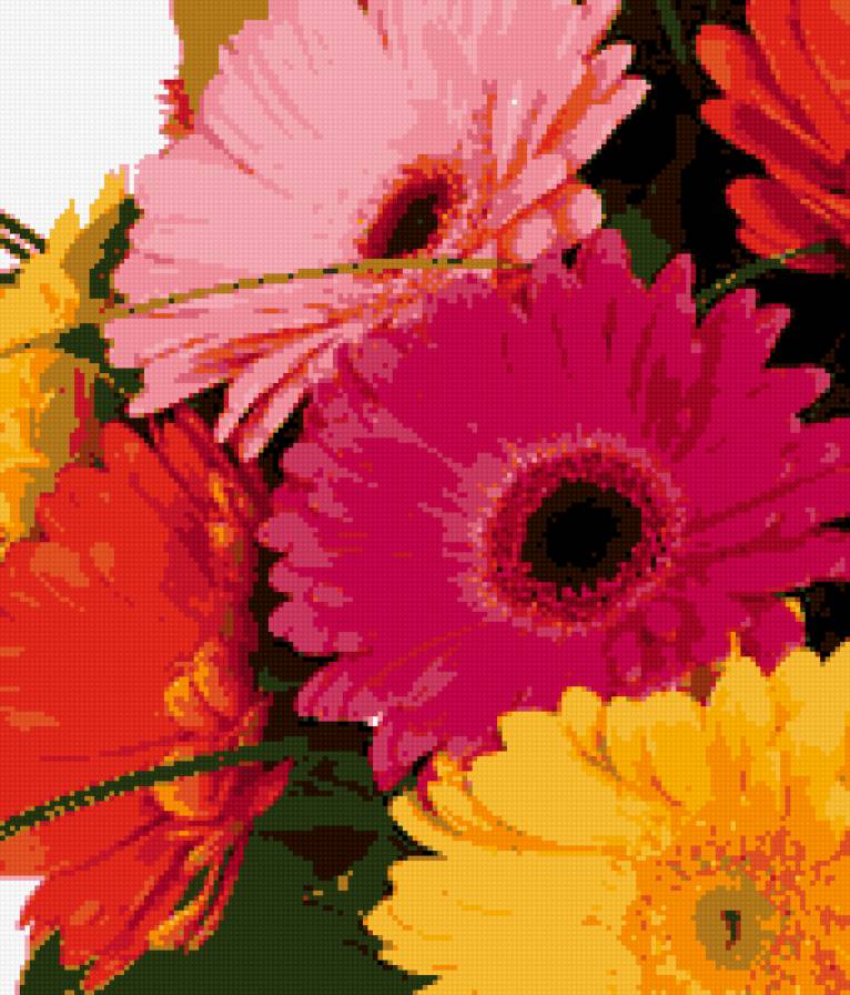 герберы - цветы, герберы - предпросмотр