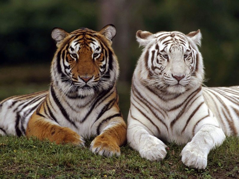 Два тигра - животные, тигр, звери, тигрица - оригинал