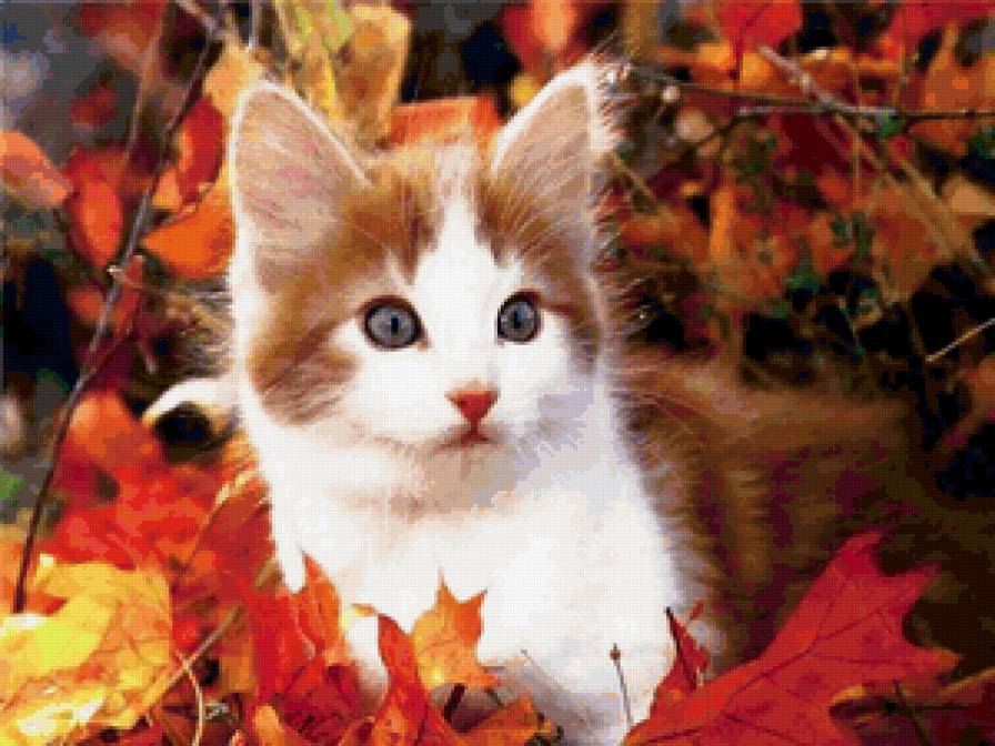 Киска в осенней листве - природа, животное, кот, листья, осень - предпросмотр